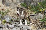 BULL TERRIER 023